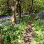 Bluebells at Arger Fen, Suffolk